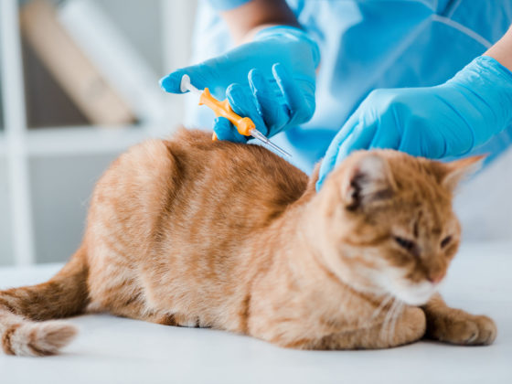 マイクロチップ